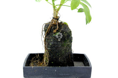 Schefflera su roccia vulcanica - Lova-Schefflera