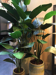 Strelitzia Artificiale H150 - 231635