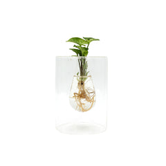 Syngonium idroponico in vaso design vetro - syngonium_idro_design_vetro