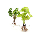 Syngonium in ampolla di vetro - Syngonium-in-ampolla