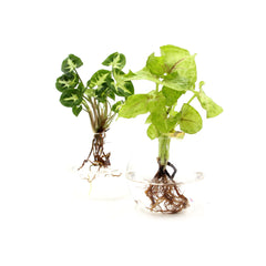 Syngonium in ampolla di vetro - Syngonium-in-ampolla