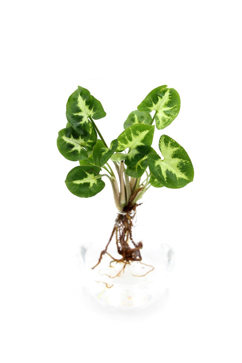 Syngonium in ampolla di vetro - Syngonium-in-ampolla