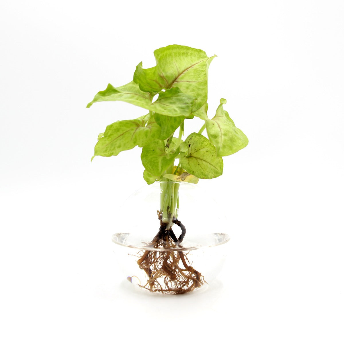 Syngonium in ampolla di vetro - Syngonium-in-ampolla