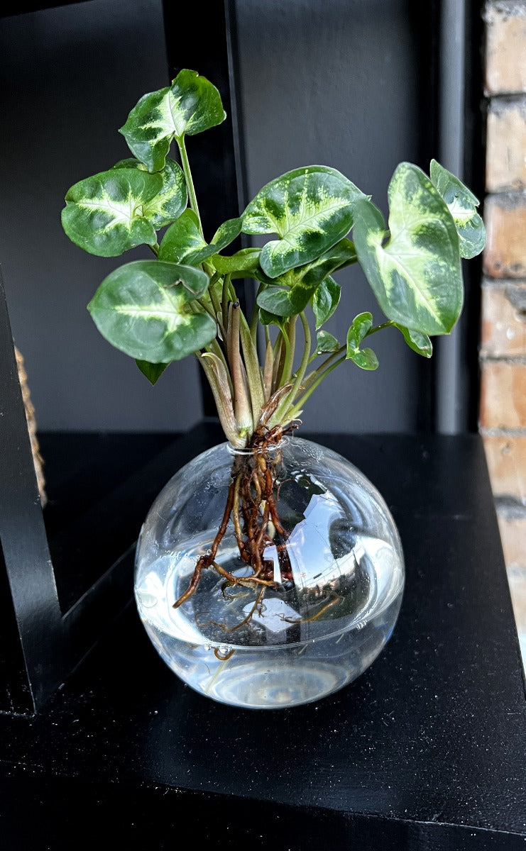 Syngonium in ampolla di vetro - Syngonium-in-ampolla