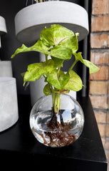 Syngonium in ampolla di vetro - Syngonium-in-ampolla