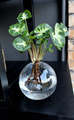 Syngonium in ampolla di vetro - Syngonium-in-ampolla