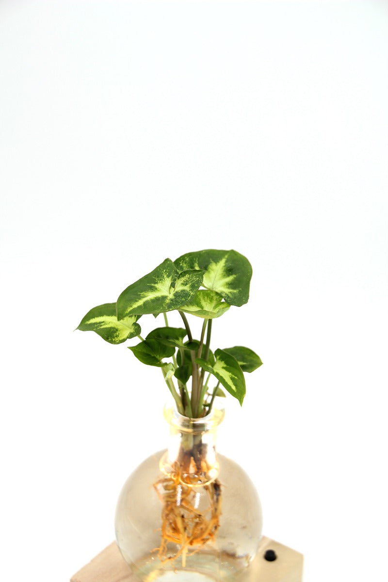 Syngonium in sfera di vetro su base LED - Syngonium-sfera-led