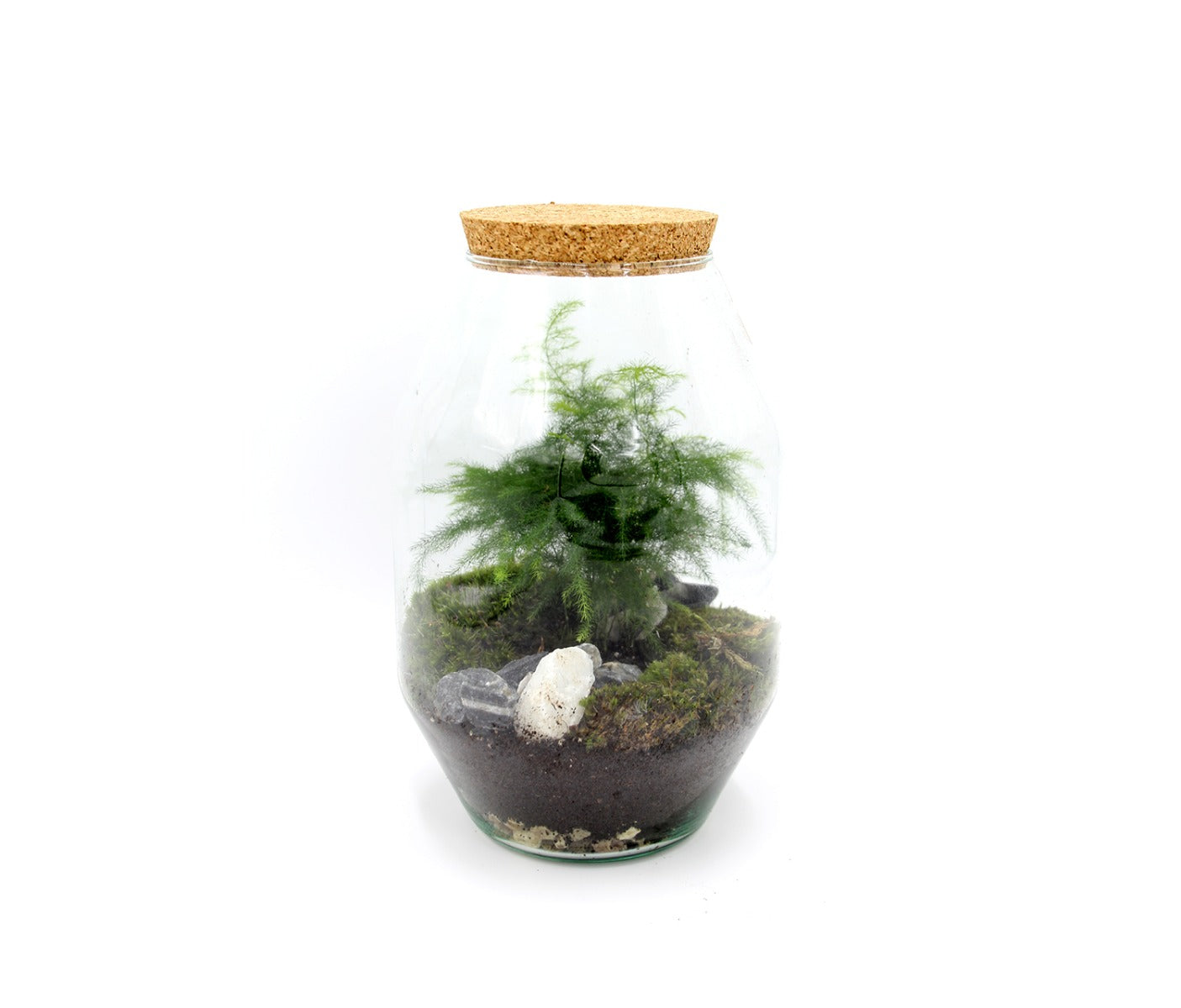 Terrarium Asparagus - terrarium-asparagus