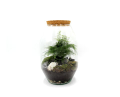 Terrarium Asparagus - terrarium-asparagus