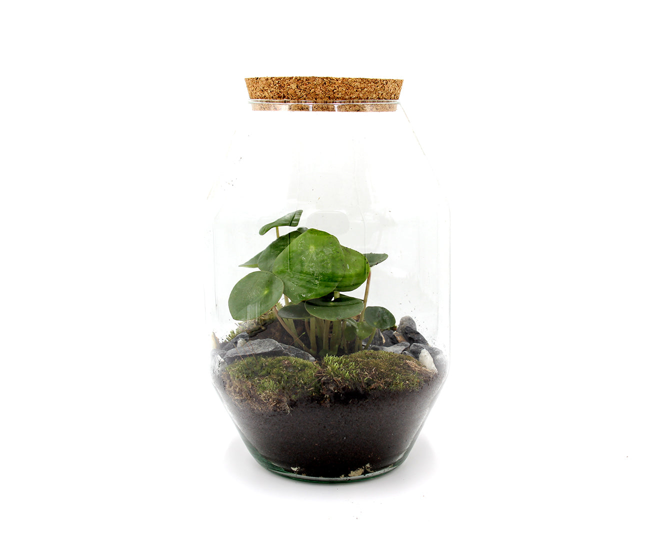 Terrarium Pilea - terrarium-pilea