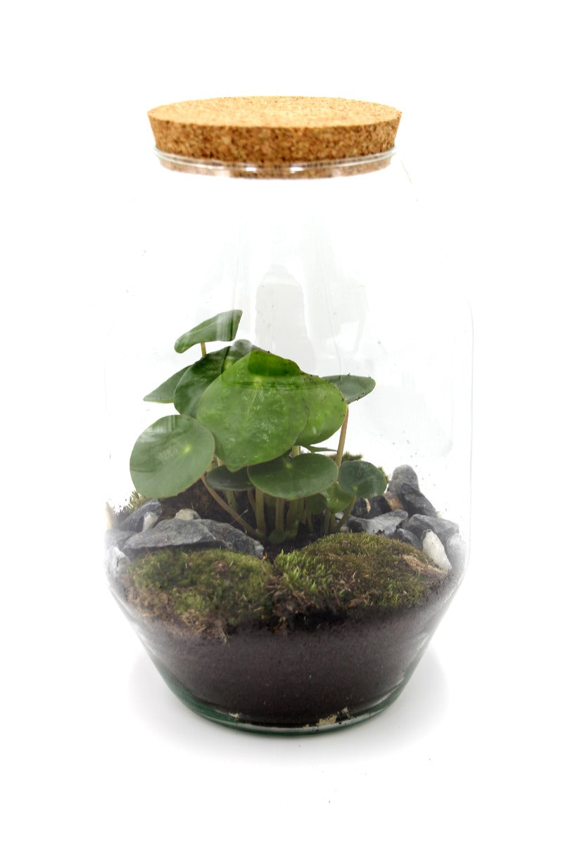Terrarium Pilea - terrarium-pilea