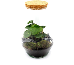 Terrarium Pilea - terrarium-pilea