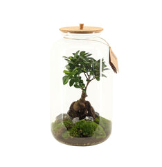 Terrarium Ficus Ginseng - terrarium_ginseng