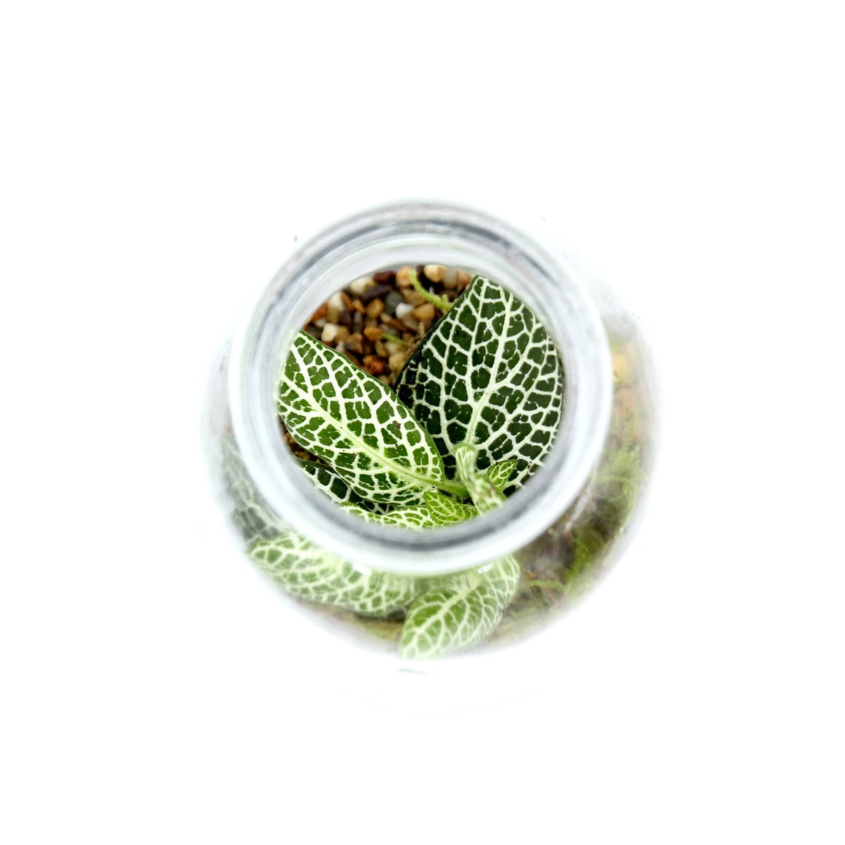 Mini Terrarium in bottiglia - HAR_KAXO00