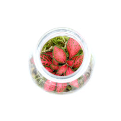 Mini Terrarium in bottiglia - HAR_KAXO00