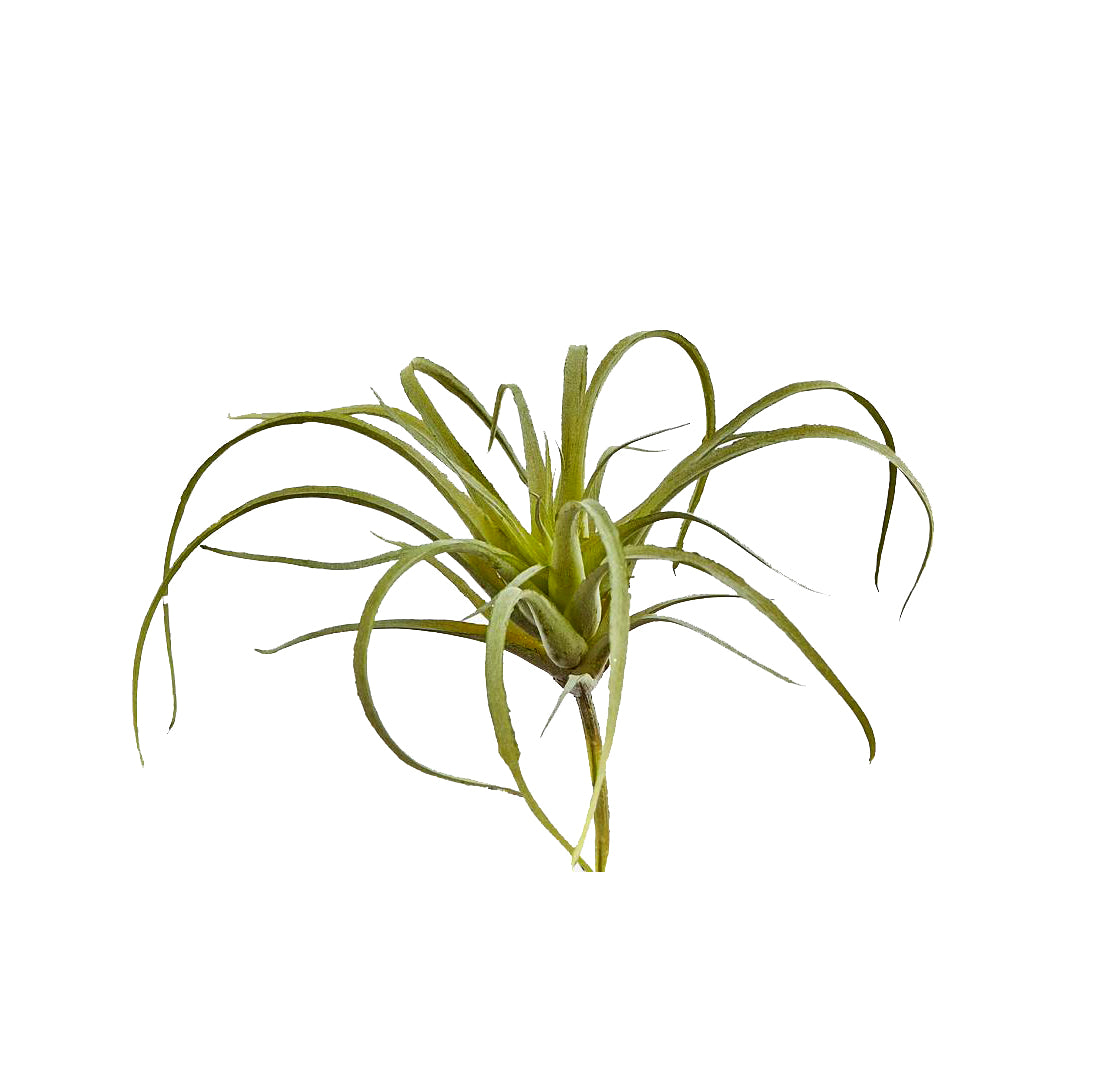 Pianta di Tillandsia artificiale H10 - 234105