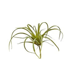 Pianta di Tillandsia artificiale H10 - 234105