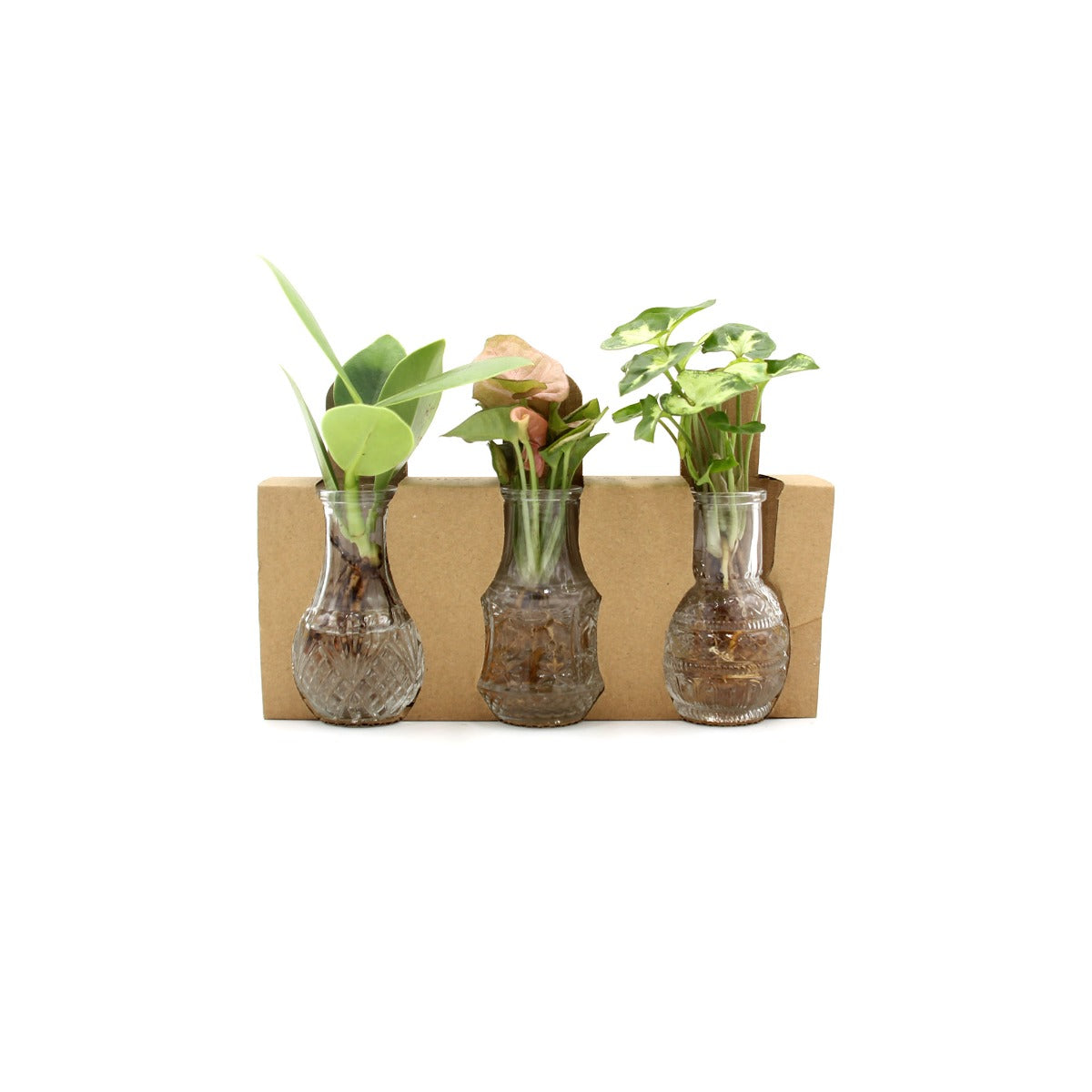 Tris Idroponico - tri-idroponico