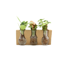 Tris Idroponico - tri-idroponico