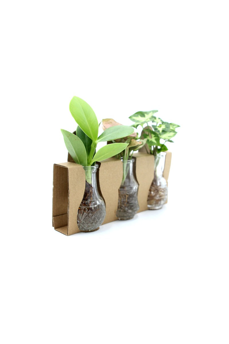 Tris Idroponico - tri-idroponico