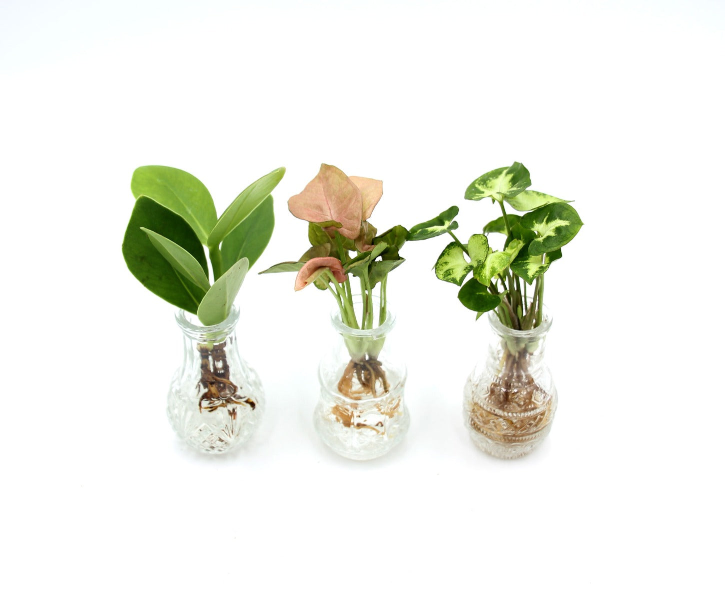 Tris Idroponico - tri-idroponico