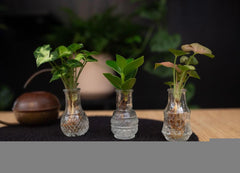 Tris Idroponico - tri-idroponico