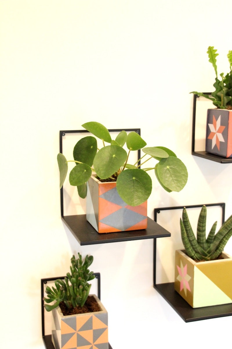Pilea | Pianta della moneta - pilea