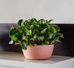 Vaso ciotola Vila Rosa | Vasi da interno - esterno Teraplast - CONFIG0327