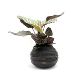 Vaso Porta Piante Rubber Basso Small | Vaso in Gomma Riciclata - B7211296-1