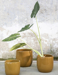 Vaso Mustard D22 H20 - B7120004