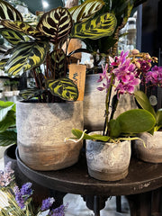 Vaso Rustic | Vasi di design in cemento - CONFIG0332