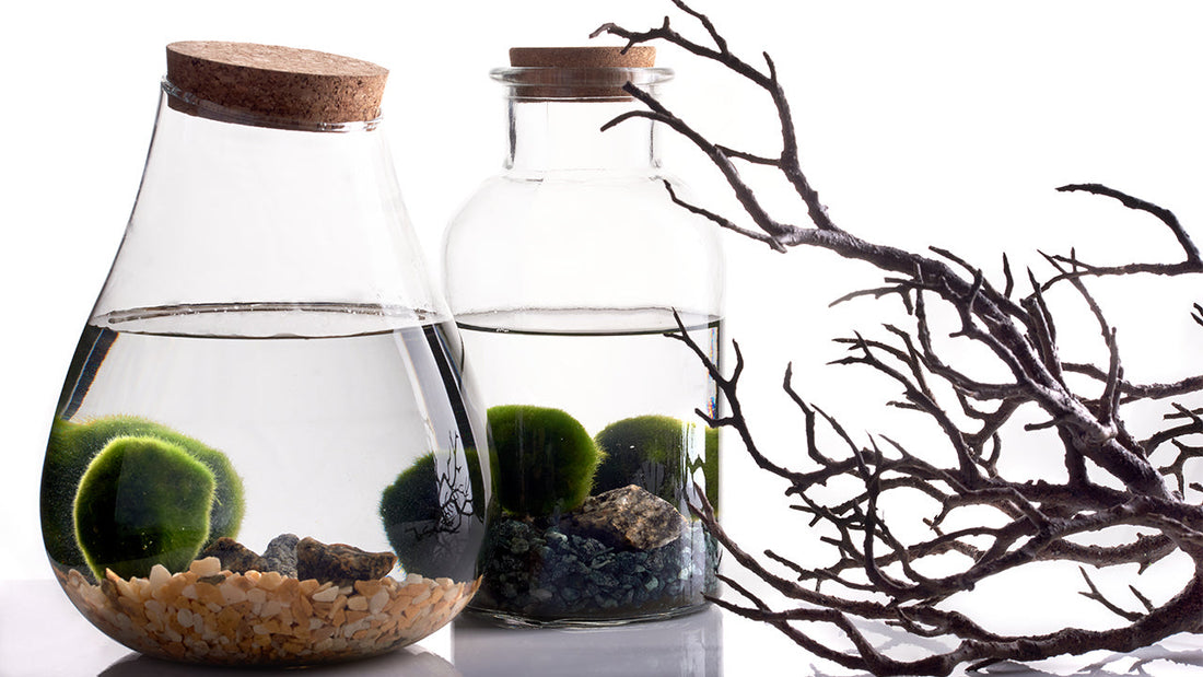 Marimo, dal Giappone con Amore!