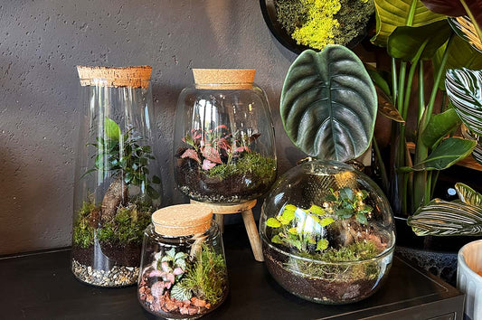 Bomboniere eco-friendly: il terrarium, un’idea elegante e sostenibile