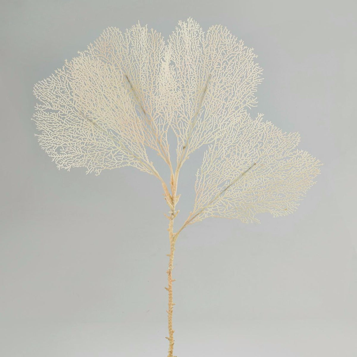 Gorgonia Bianco H66 : ramo decorativo di corallo finto - 231098,12