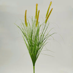 Festuca C/Amenti Cesp. H85 - 231155,70