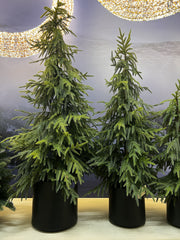 EDG - Enzo De Gasperi Albero Cryptomeria Real Touch con Vaso H120 cm