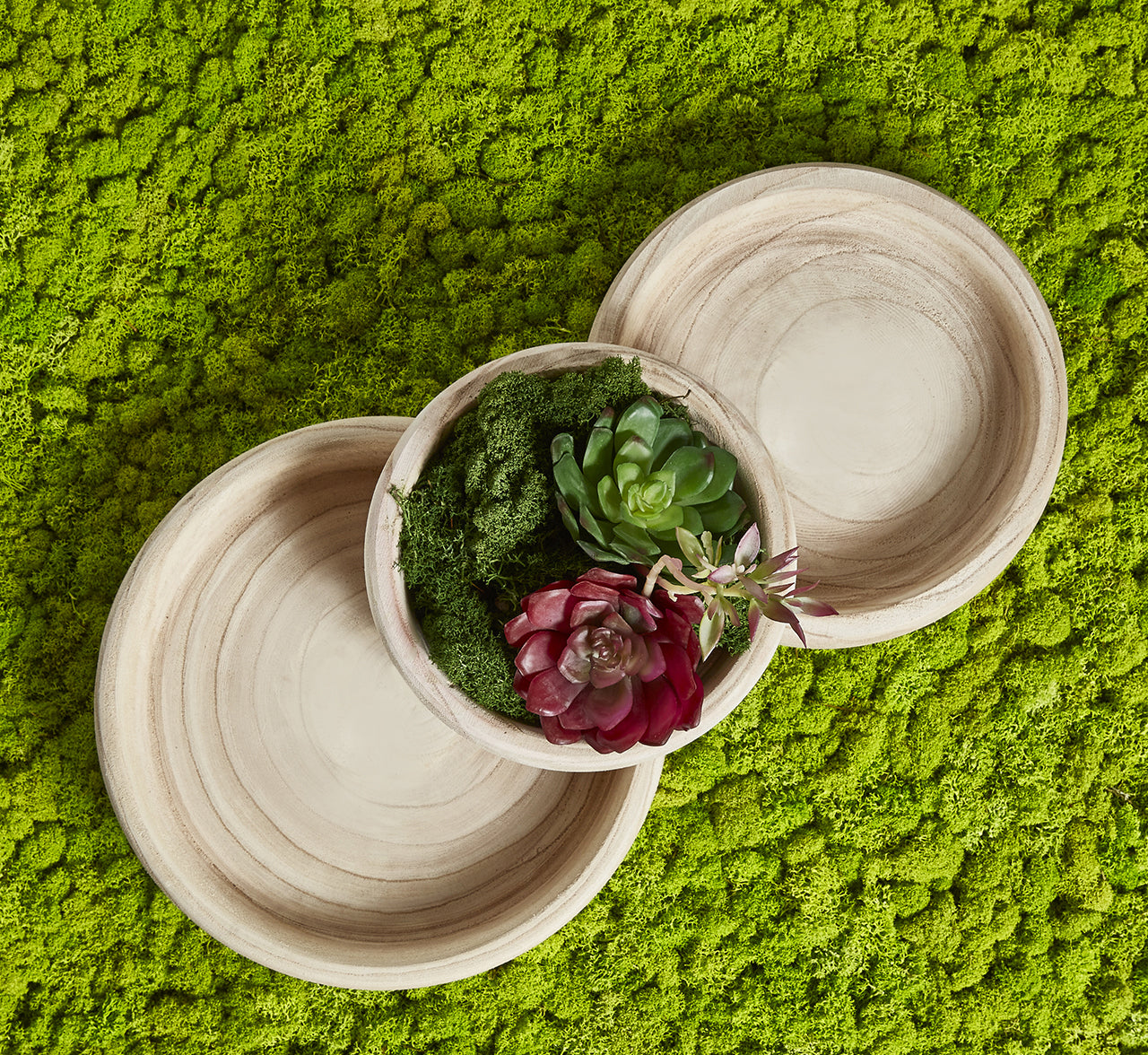 Pianta artificiale di Aeonium con fiore : Piante succulente artificali - 231610,70