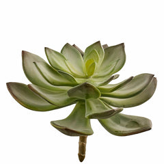 Aeonium: piante artificiali di qualità  - 231554,70