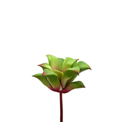 Pianta Artificiale di Agave H 16 cm Verde Chiaro | Succulenta Realistica Real Touch