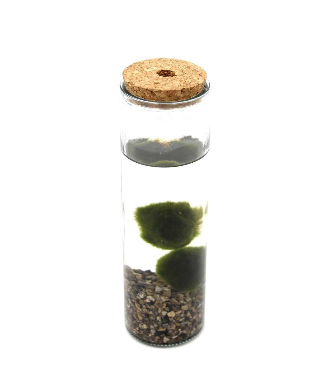 Bomboniera Green - Alga Marimo in Cilindro di Vetro  - marimo-cilinder