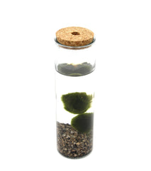 Alga Marimo in Cilindro di Vetro  - marimo-in-cilindro-di-vetro
