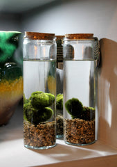 Alga Marimo in Cilindro di Vetro  - marimo-in-cilindro-di-vetro