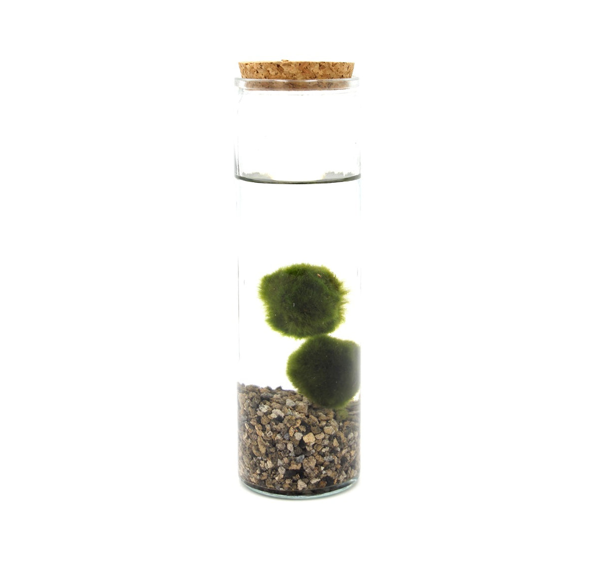 Bomboniera Green - Alga Marimo in Cilindro di Vetro  - marimo-cilinder