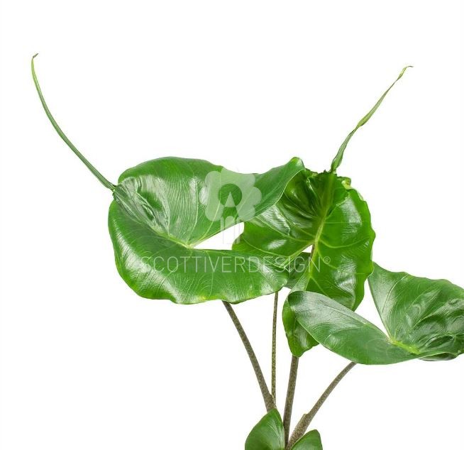 Alocasia macrorrhiza Stingray : Piante verdi da appartamento - Alocasia-stingray