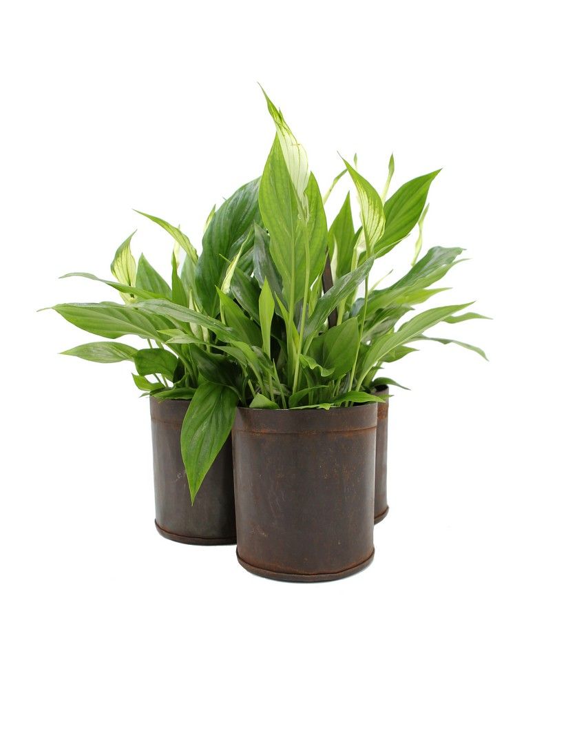 Exclusive Iron three brown buckets - 681849
