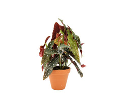 Begonia Maculata Wightii - Begonia-blad-maculata-Wightii