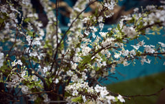 Fiore di Biancospino: fiori artificiali di alta qualità  - 214224,10