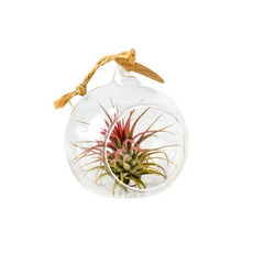 Bolla di vetro con Tillandsia – Bomboniera green elegante
