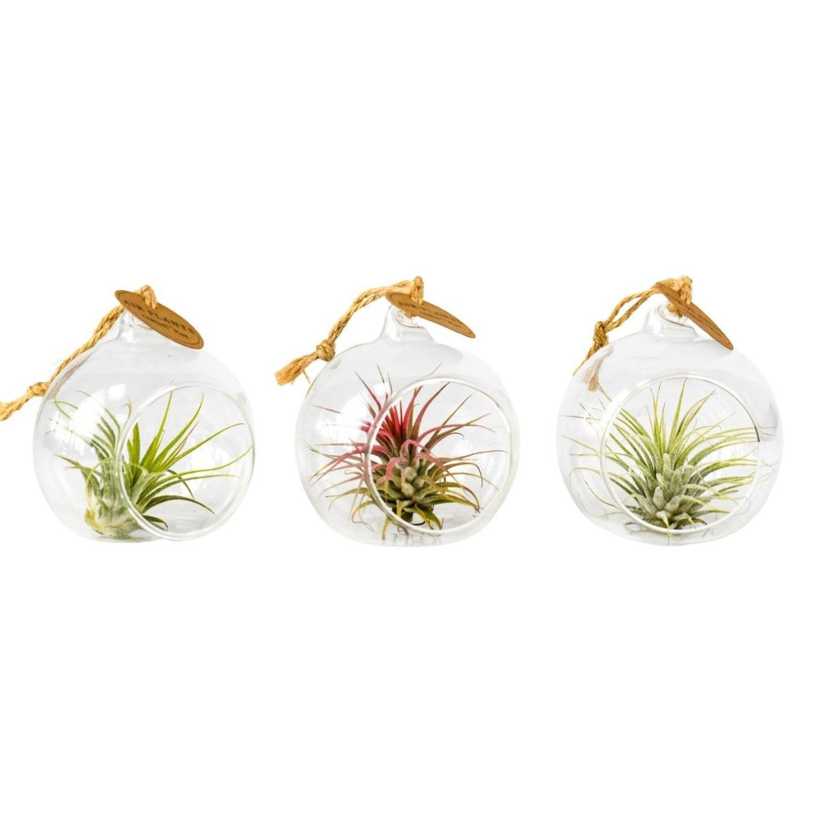 Bolla di vetro con Tillandsia – Bomboniera green elegante