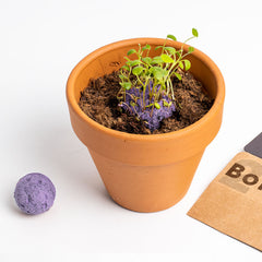 Bombe di Biodiversità – Fiori Silvestri Viola | Semi Naturali e Sostenibili